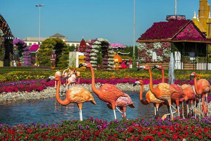 Experience the beauty of colorful flower displays and whimsical flamingos perfect for a leisurely afternoon stroll before enjoying the lively atmosphere of Global Village in Dubai.